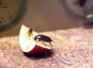 Cockroach and fly on apple slice on wooden surface