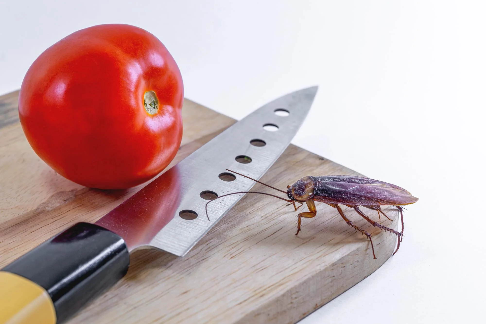 Таракан возле помидора и ножа на разделочной доске