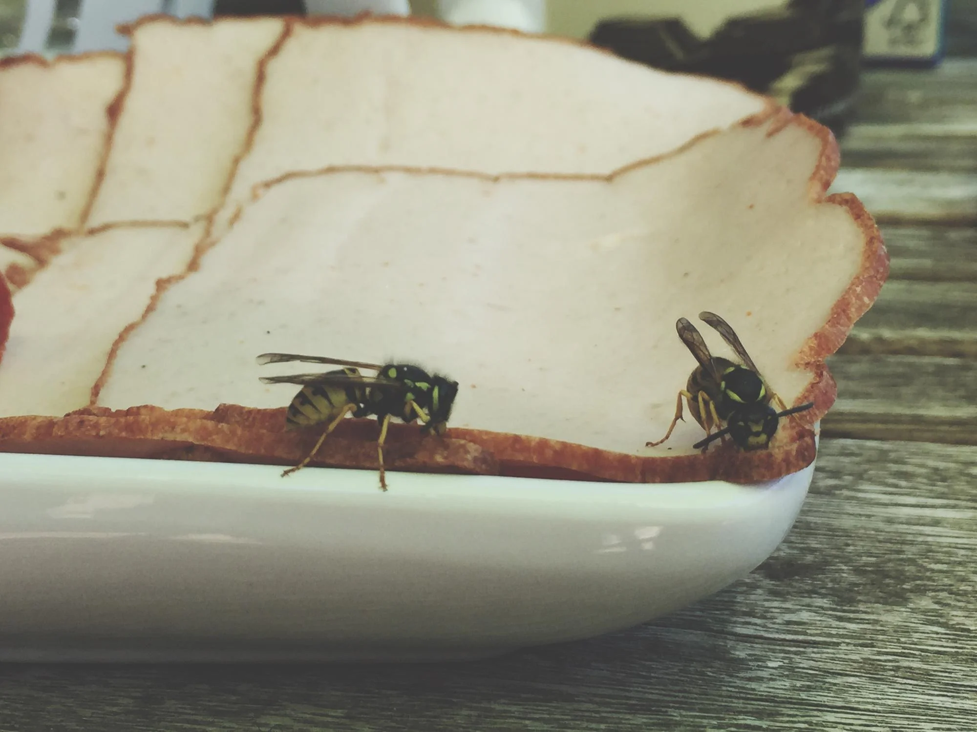 Плодовые мушки на ломтике хлеба на кухне (крупный план)