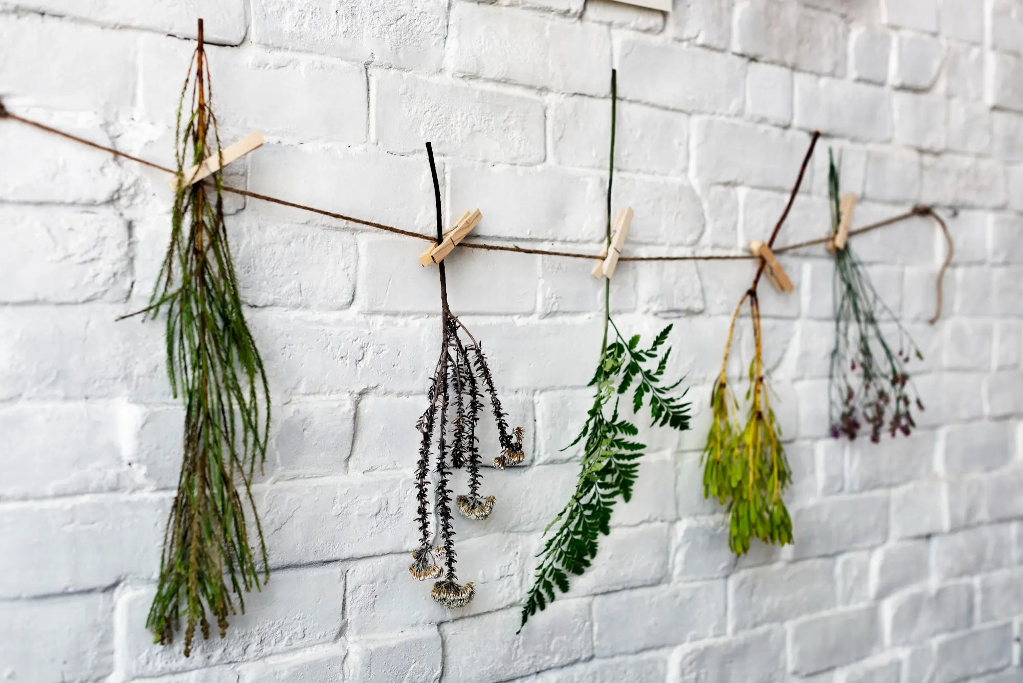 Plant Wall or Herb Garden, Kitchen Wall Decor Ideas