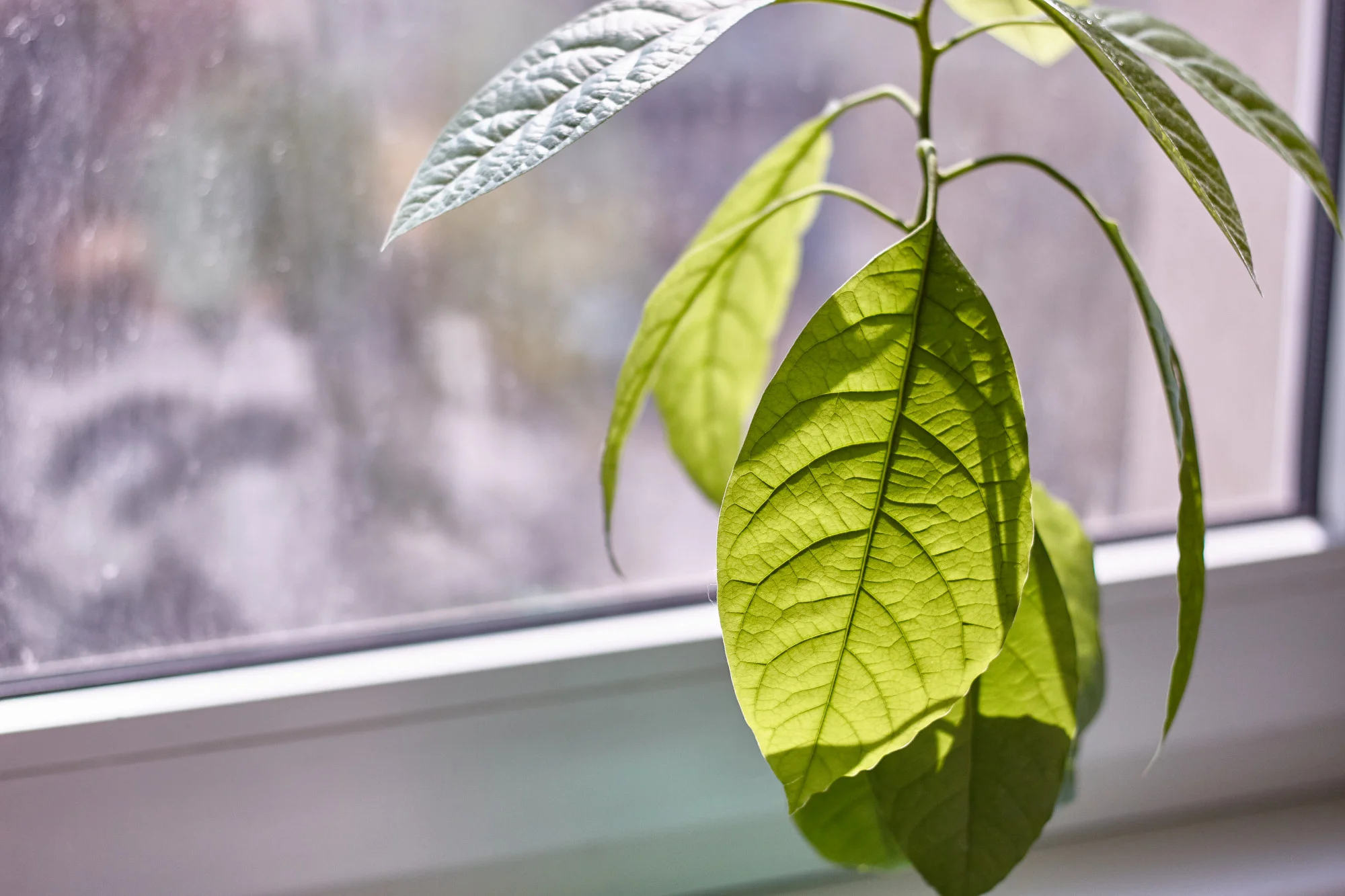 Indoor plant beside energy efficient home window glass